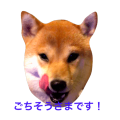豆柴犬しえるさま 2 | LINEスタンプ | Katsutoshi